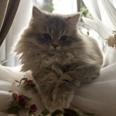 フォールデックス