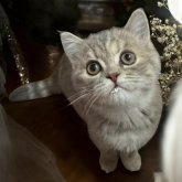 フォールデックス