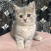 フォールデックス