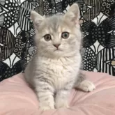 フォールデックス