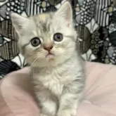 フォールデックス