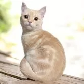 フォールデックス