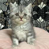 フォールデックス