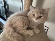 フォールデックス【東京都・男の子・2024年10月18日・クリームタビー】の写真2