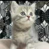 フォールデックス【東京都・女の子・2025年8月4日・ブルータビー】の写真2