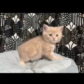 フォールデックス【東京都・男の子・2025年4月9日・クリームタビー】の写真3