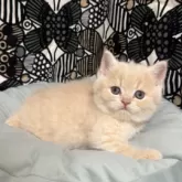 フォールデックス【東京都・男の子・2025年9月11日・クリームタビー】の写真3