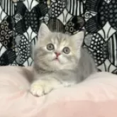 フォールデックス【東京都・女の子・2025年8月4日・ブルータビー】の写真3