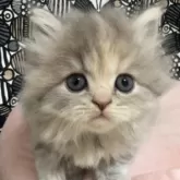 フォールデックス【東京都・女の子・2025年9月11日・ブルーパッチドタビー】の写真3