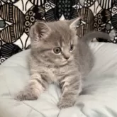 フォールデックス【東京都・男の子・2025年9月11日・ブルータビー】の写真4