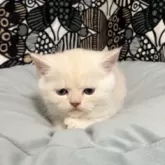 フォールデックス【東京都・男の子・2025年9月11日・クリームタビー】の写真4