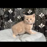 フォールデックス【東京都・男の子・2025年4月9日・クリームタビー】の写真4