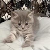 フォールデックス【東京都・男の子・2025年9月11日・ブルータビー】の写真5