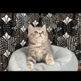 フォールデックス【東京都・男の子・2025年8月4日・ブルータビー】の写真5