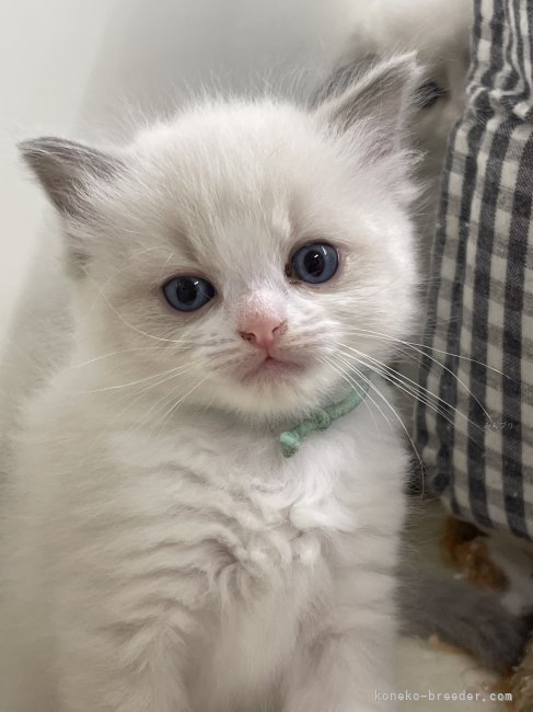 前回生まれたラグドールさん｜小澤　奈穂子(おざわ　なおこ)ブリーダー(静岡県・スコティッシュフォールドなど・ICC登録)の紹介写真2
