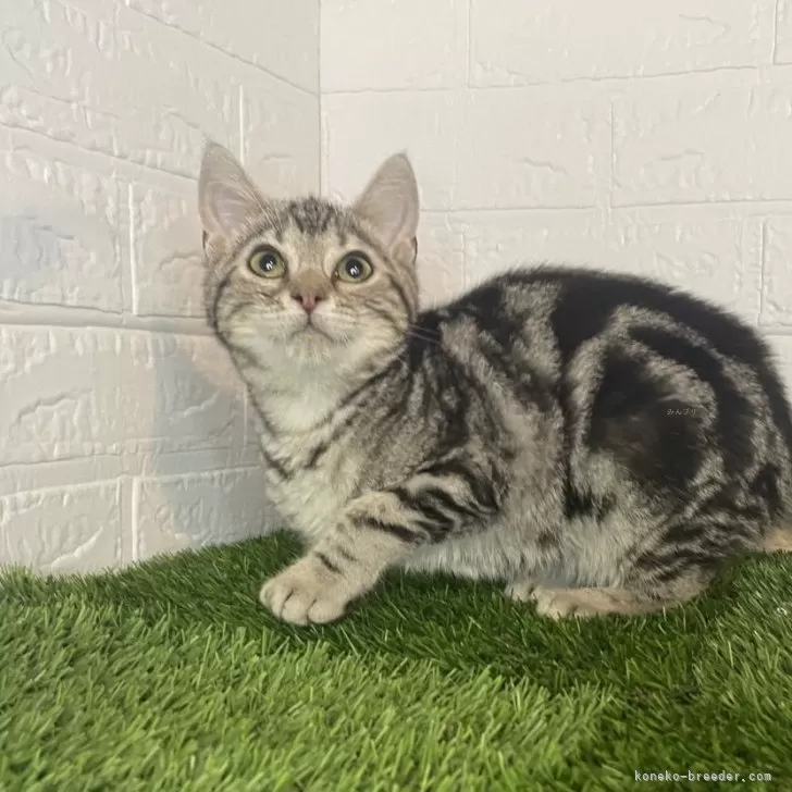 ID：2403-00372の子猫