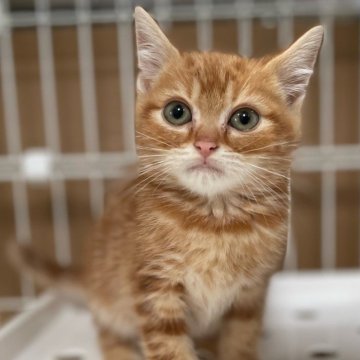 スコティッシュフォールド(立ち耳)【静岡県・男の子・2023年12月2日・レッドタビー】の写真「小柄なイケメン君♪」