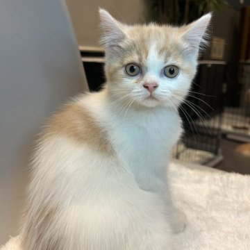 スコティッシュフォールド【静岡県・男の子・2024年8月21日・レッドタビー&ホワイト】の写真「甘え上手な僕です♪⋆*」