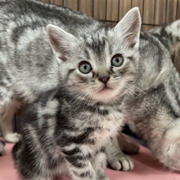 アメリカンショートヘア【静岡県・男の子・2024年1月8日・シルバータビー】の写真「将来有望なシルバータビー」