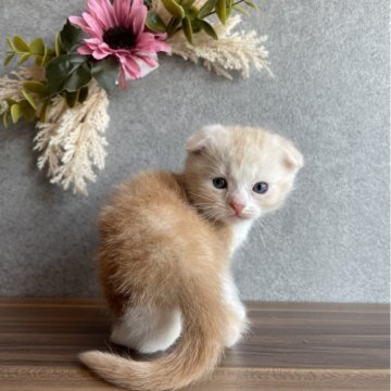 スコティッシュフォールド【静岡県・女の子・2024年2月7日・クリームタビー&ホワイト】の写真「とても人懐っこい子です！」