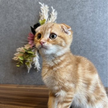 スコティッシュフォールド(折れ耳)【静岡県・男の子・2023年12月2日・レッドタビー】の写真「小柄なイケメン君♪」