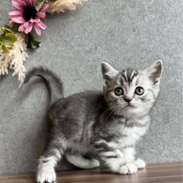 アメリカンショートヘア【静岡県・女の子・2024年1月8日・シルバータビー】の写真「美人ちゃんです！」