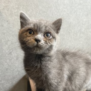 ブリティッシュショートヘア【静岡県・男の子・2024年5月9日・ブルー】の写真「人懐っこい男の子です✨」