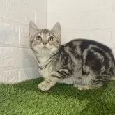 アメリカンショートヘア【静岡県・男の子・2024年1月8日・シルバータビー】の写真1「超甘えん坊なイケメンくん☆」