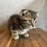 スコティッシュフォールド(折れ耳)【静岡県・男の子・2024年4月4日・ブラウンタビー】の写真2