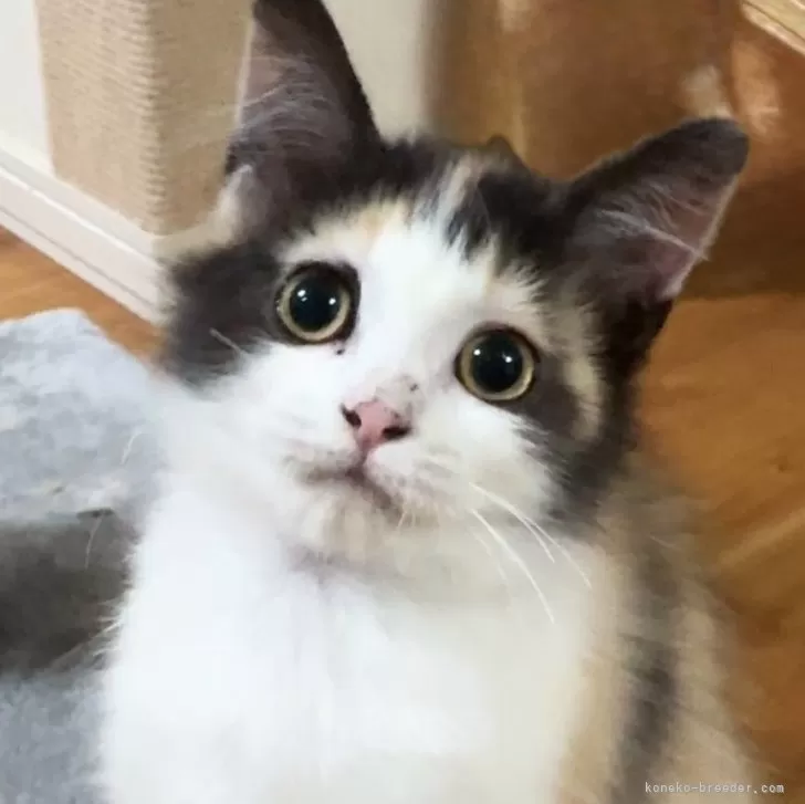 ラグドール✖️スコティッシュフォールド【静岡県・女の子・2025年7月19日・キャリコ】の写真1