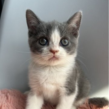 ブリティッシュショートヘア【静岡県・女の子・2025年9月23日・ブルーアンドホワイト】の写真「可愛いお顔の女の子です💕」