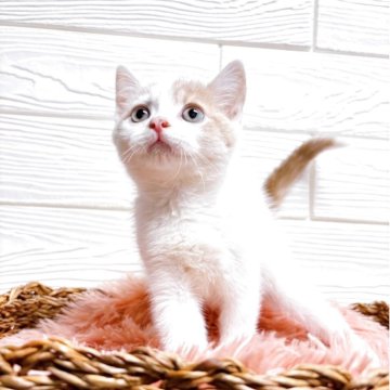 スコティッシュフォールド【静岡県・男の子・2025年4月15日・クリームタビー&ホワイト】の写真「ちょっと臆病な男の子」