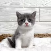 ブリティッシュショートヘア