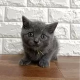 スコティッシュフォールド(立ち耳)