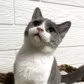 ブリティッシュショートヘア