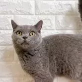 ブリティッシュショートヘア