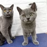 ブリティッシュショートヘア