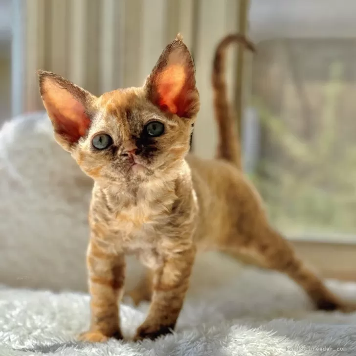 ID:2404-01206の子猫