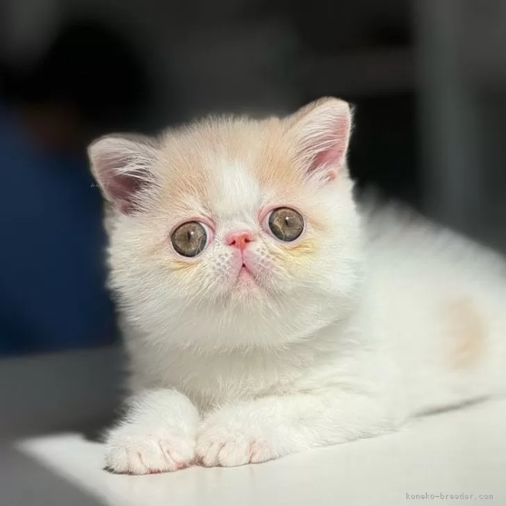 ID:2410-01486の子猫