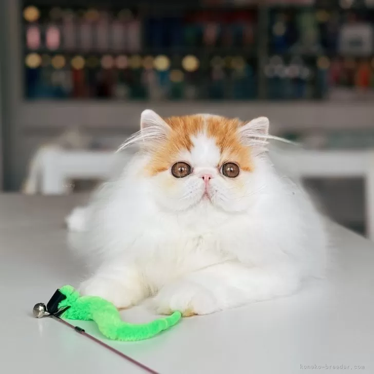 ID：2410-01098の子猫