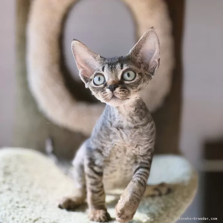 ID：2312-01752の子猫