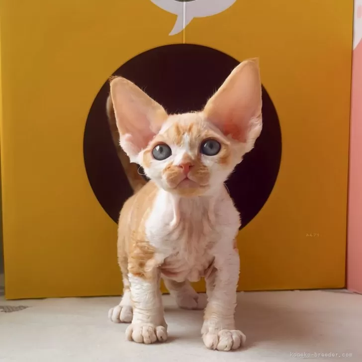 ID：2408-02262の子猫