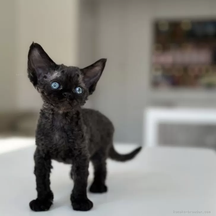 ID：2410-01491の子猫