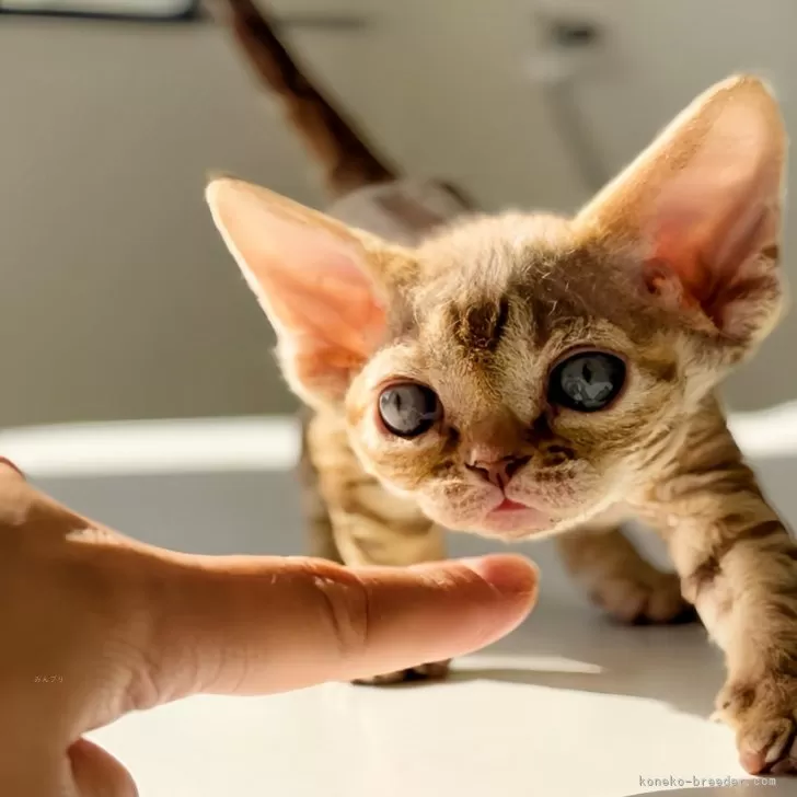 ID：2410-02407の子猫
