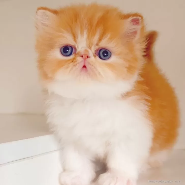 ID：2408-02003の子猫