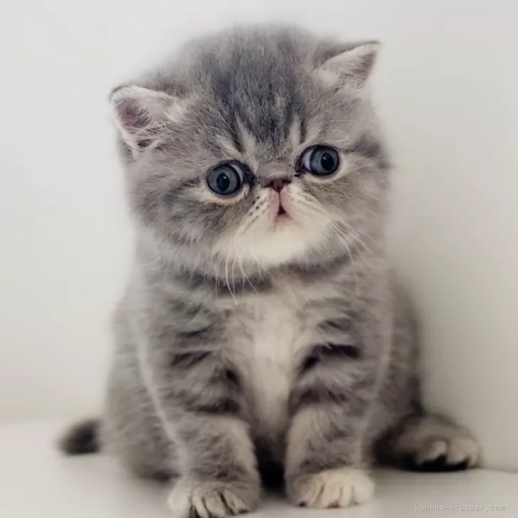 ID：2409-02312の子猫