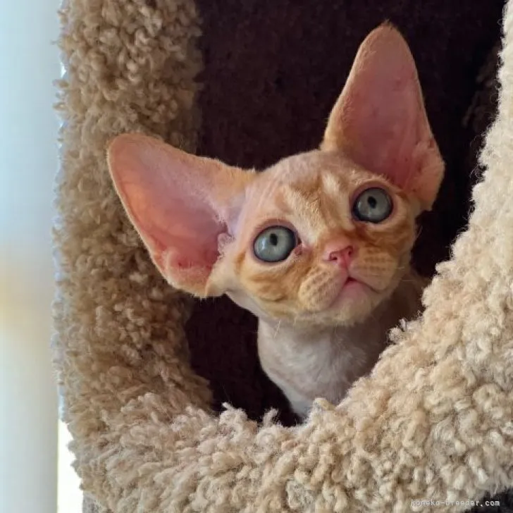 ID：2308-01391の子猫