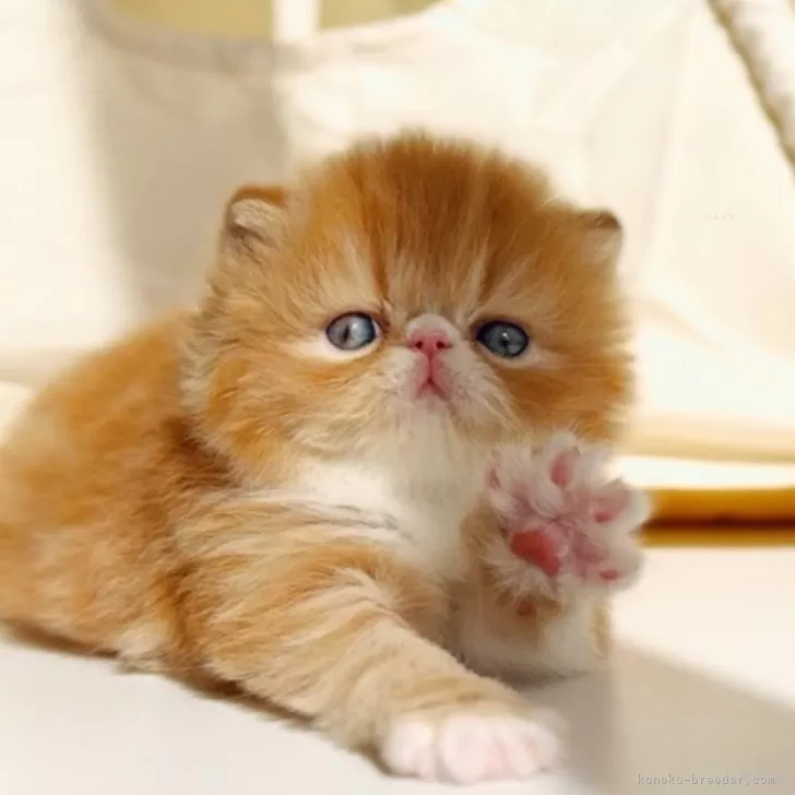 ID：2411-00037の子猫