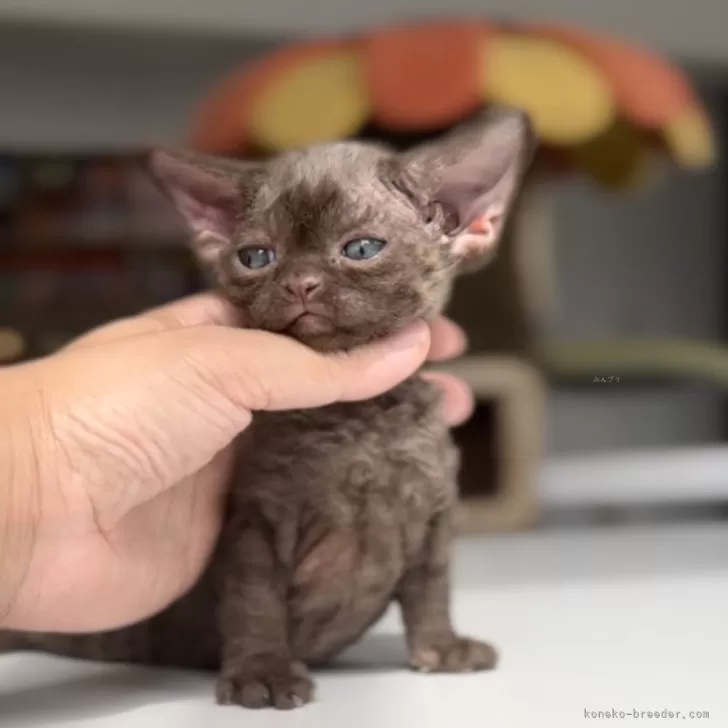 ID：2410-01811の子猫