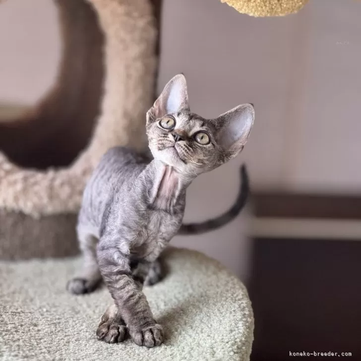ID:2404-01249の子猫